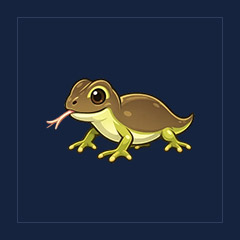 Komodo Dragon