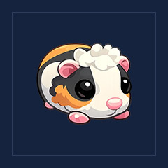 Tortoiseshell Guinea Pig