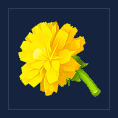 Golden Dandelion