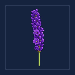 Lavender Bundle