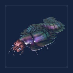 Aberrant Arthropluera | Lvl 362 | Top Stats