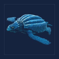 Archelon | Lvl 362 | Top Stats