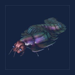 Arthropluera | Lvl 362 | Top Stats