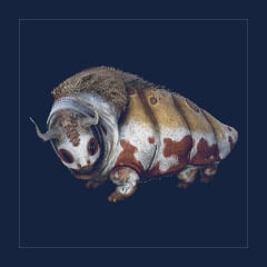 Gasbags | Lvl 362 | Top Stats