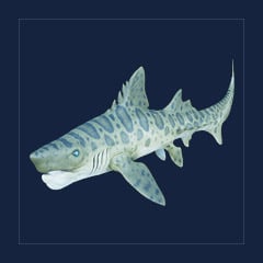 Helicoprion | Lvl 362 | Top Stats