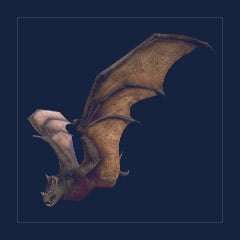 Onyc | Lvl 362 | Top Stats