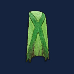 Green Dyad Cape
