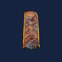 Shadowscale Cape