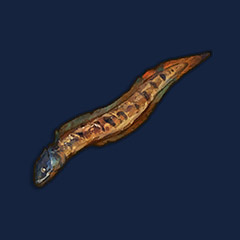 Burnt Beltfish