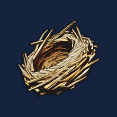 Bird Nest