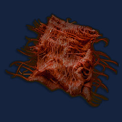 Mystic Fibres