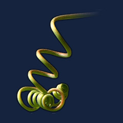 Vine Root
