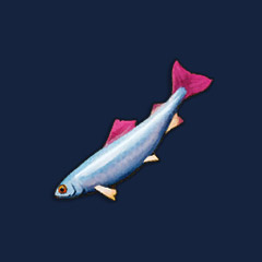 Pristine Herring
