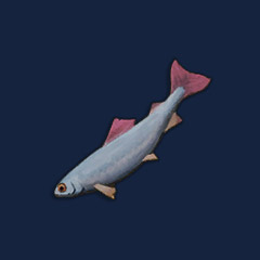 Raw Herring