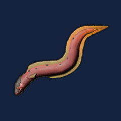 Raw Infernal Eel