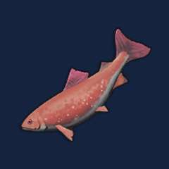 Raw Salmon