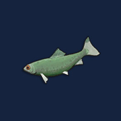 Raw Sardine