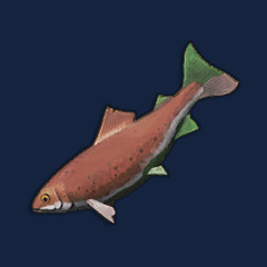 Raw Trout