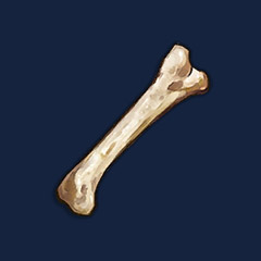 Animal Bone