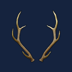 Antler
