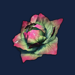 Cabbage