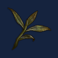 Dried Tea Leaves