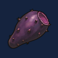 Bunny Cactus Seeds