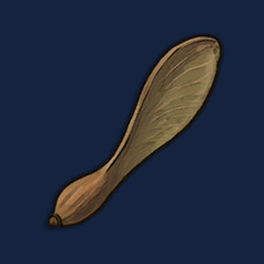 Maple Tree Seed