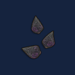 Onion Seeds