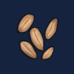 Wheat Seeds