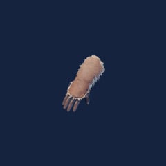Scout Gloves