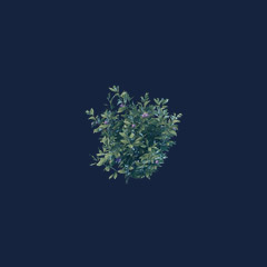 Berry Bush Seedling (1000)