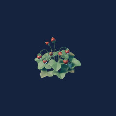 Strawberry Seedling (1000)