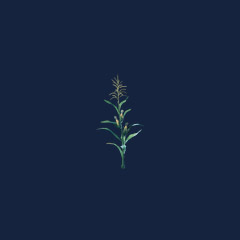 Corn Seedling (1000)