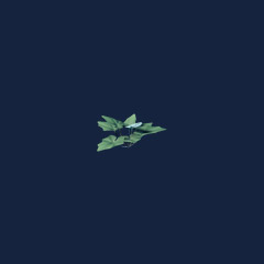 Grapple Plant Seedling (1000)