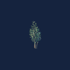 Shrub Seedling