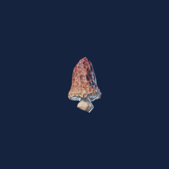 Red Mushroom Seedling (1000)