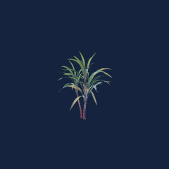 Sugar Cane Seedling (1000)