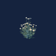 Chamomile Seedling (1000)