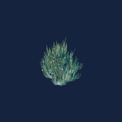 Rooibos Seedling (1000)