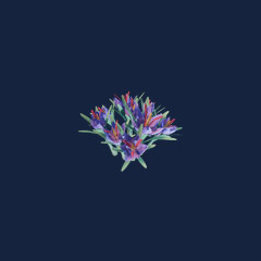 Saffron Seedling (1000)
