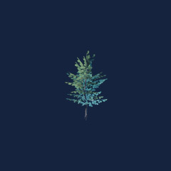 Broadleaf Tree Seedling (1000)