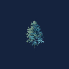 Evergreen Tree Seedling (1000)