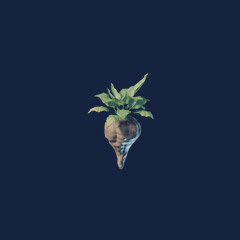 Beet Seedling (1000)