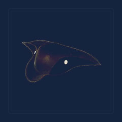 Tricorne(Uncommon)
