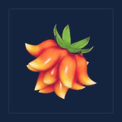 Fire Skill Fruit(Flare Arrow)