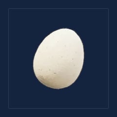Egg