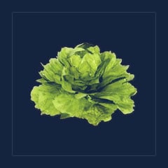 Lettuce