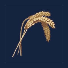 Wheat