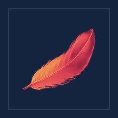 Penking Plume